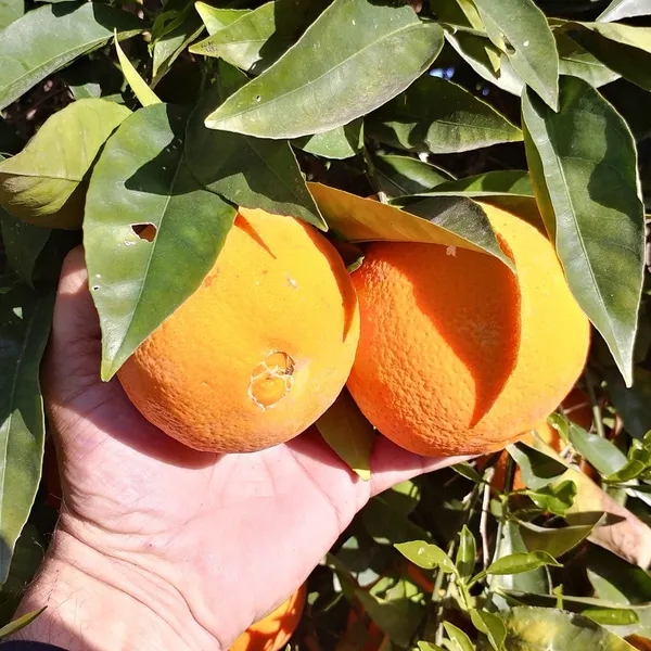 Hybrid_Washington_Navel_Orange_Fruit_Plant_&_Tree_Hight_1.5-3.5_Ft