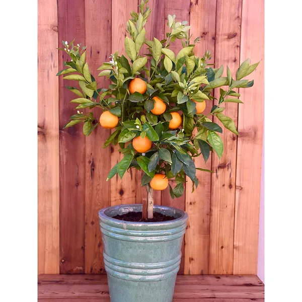 Hybrid_Washington_Navel_Orange_Fruit_Plant_&_Tree_Hight_1.5-3.5_Ft