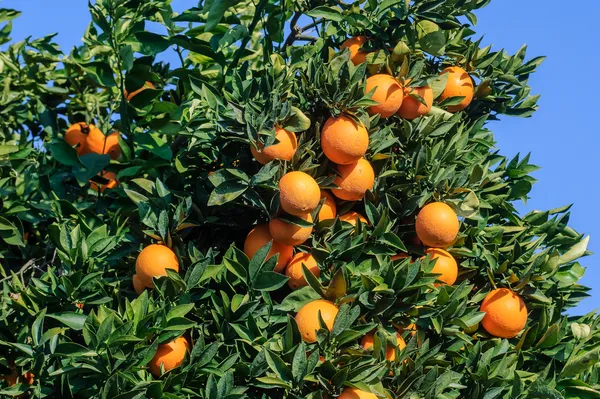 Hybrid_Washington_Navel_Orange_Fruit_Plant_&_Tree_Hight_1.5-3.5_Ft