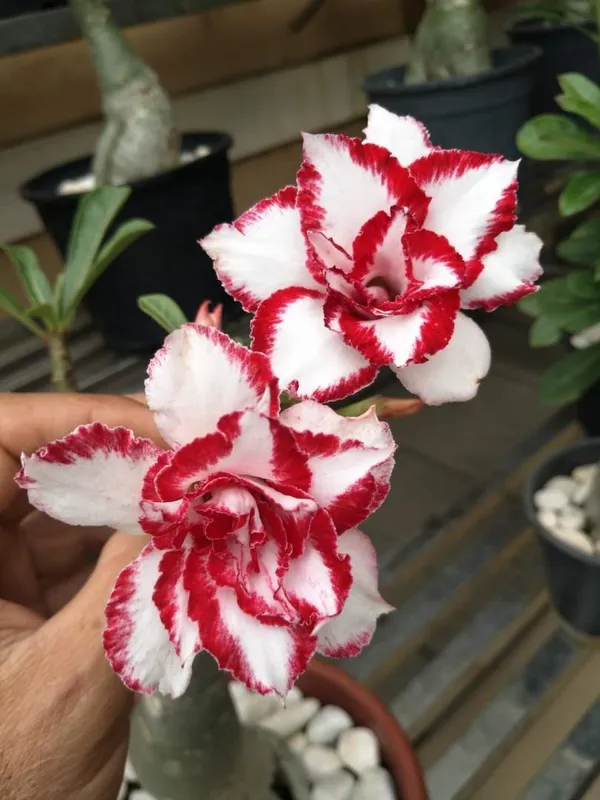 Beautiful_Adenium_Desert_Rose_Grafting_Flower_Plant