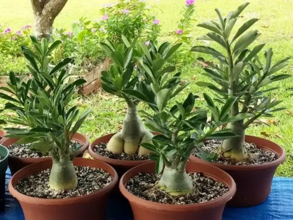 Beautiful_Adenium_Desert_Rose_Grafting_Flower_Plant
