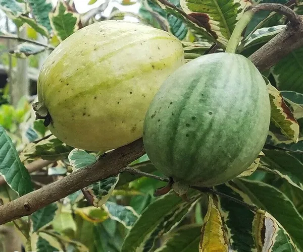 Variegated_Hybrid_Guava_Plant_Grafted