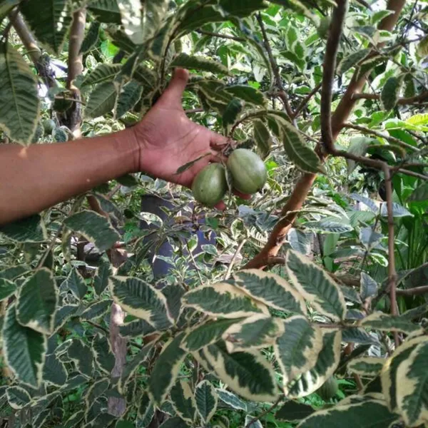 Variegated_Hybrid_Guava_Plant_Grafted
