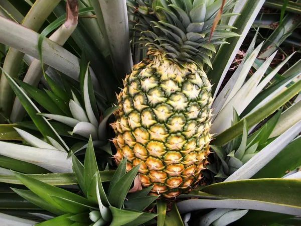 Pineapple_Fruit_Plant_Hybrid
