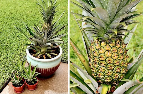 Pineapple_Fruit_Plant_Hybrid