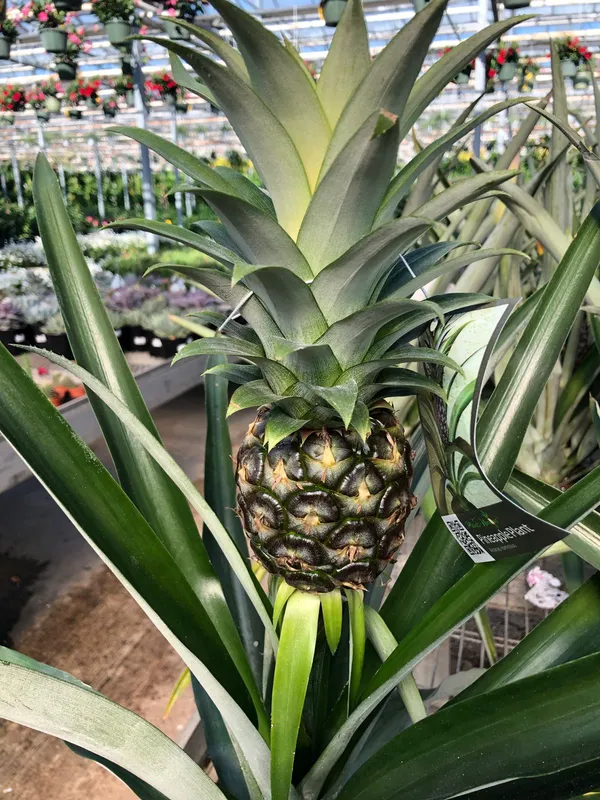 Pineapple_Fruit_Plant_Hybrid
