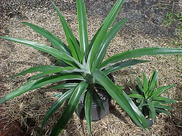 Pineapple_Fruit_Plant_Hybrid
