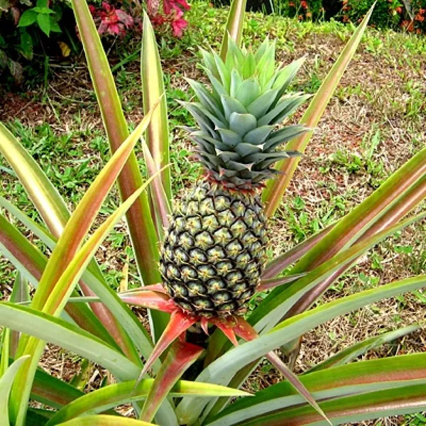 Pineapple_Fruit_Plant_Hybrid