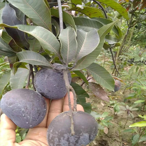 Thai_Grafted_lack_Kasturi_Mango_Fruit_Plant_Hybrid