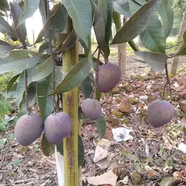Thai_Grafted_lack_Kasturi_Mango_Fruit_Plant_Hybrid