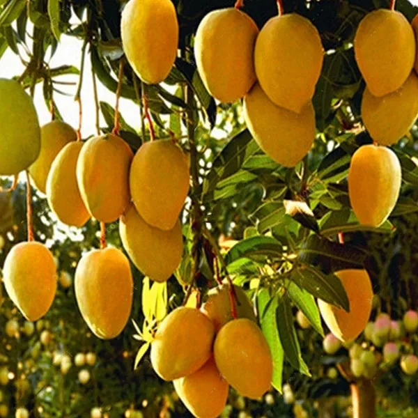 Alphonso_Hybrid_&_Healthy_Mango_Fruit_Plant_Grafted