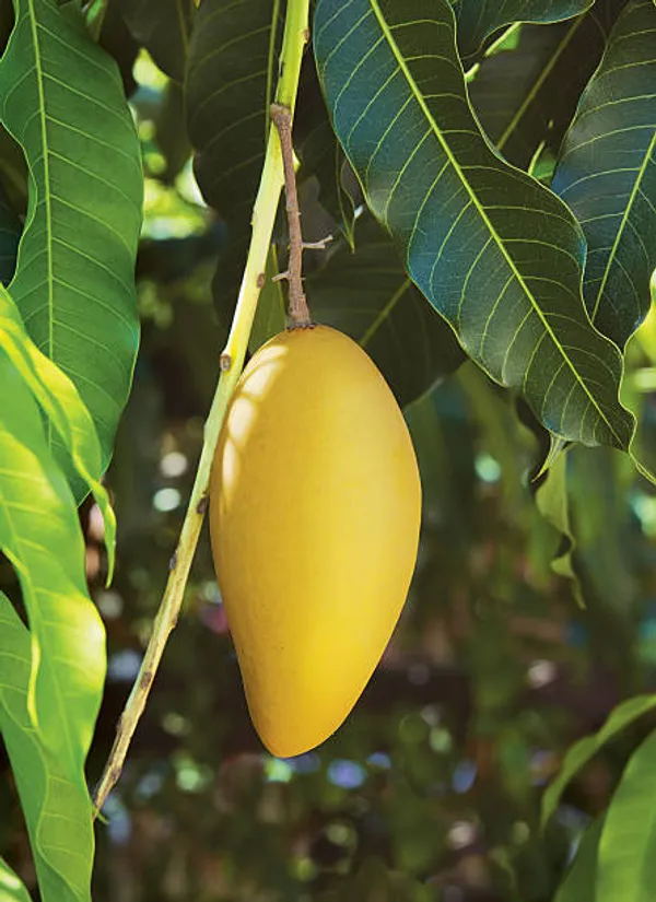 Alphonso_Hybrid_&_Healthy_Mango_Fruit_Plant_Grafted