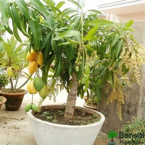 Alphonso_Hybrid_&_Healthy_Mango_Fruit_Plant_Grafted