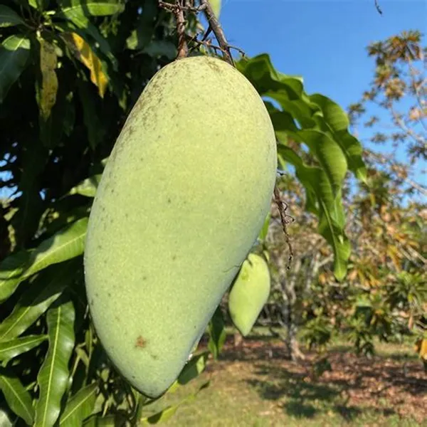 Totapuri__Grafted_ango_Fruit_Plant