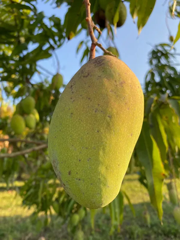 Totapuri__Grafted_ango_Fruit_Plant