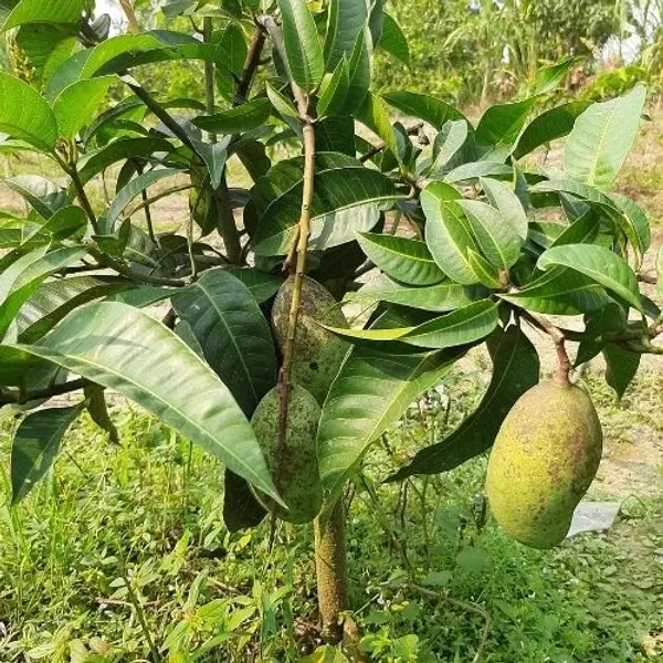Totapuri__Grafted_ango_Fruit_Plant