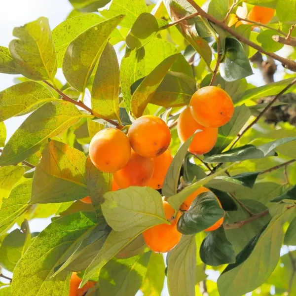 Persimmon_Hybrid_Fruit_Plant_Seedling