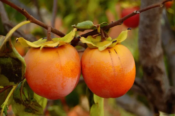 Persimmon_Hybrid_Fruit_Plant_Seedling
