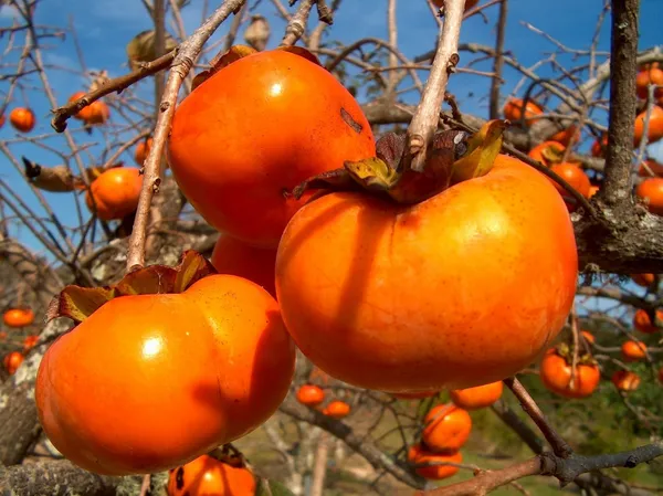 Persimmon_Hybrid_Fruit_Plant_Seedling