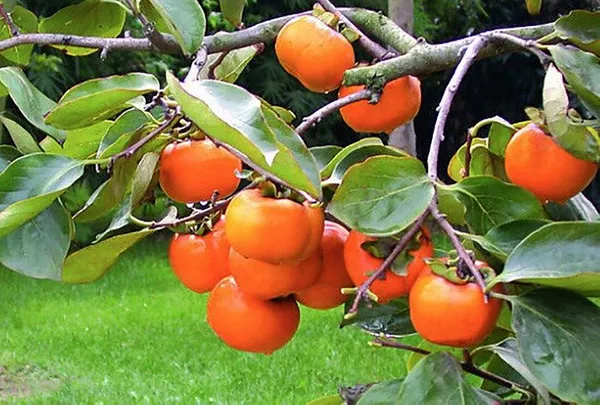 Persimmon_Hybrid_Fruit_Plant_Seedling