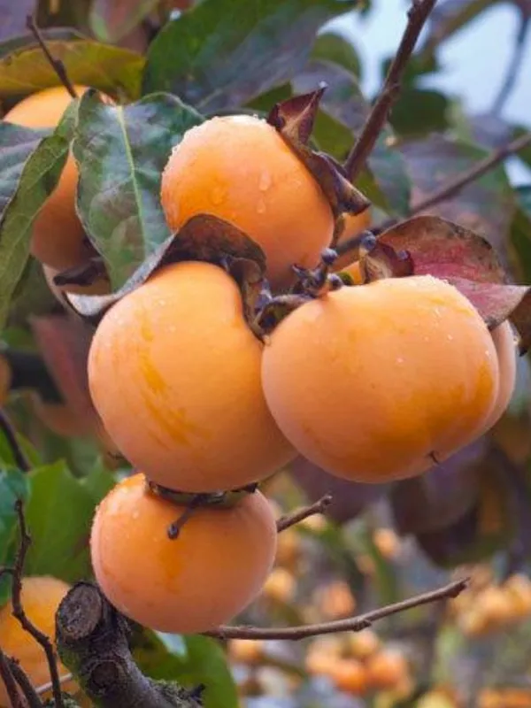 Persimmon_Hybrid_Fruit_Plant_Seedling