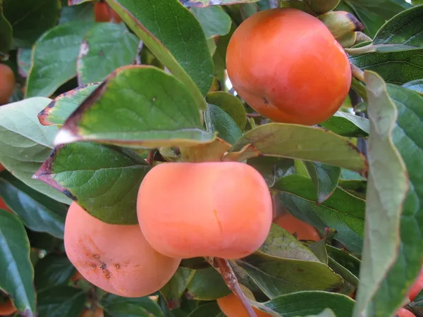 Persimmon_Hybrid_Fruit_Plant_Seedling