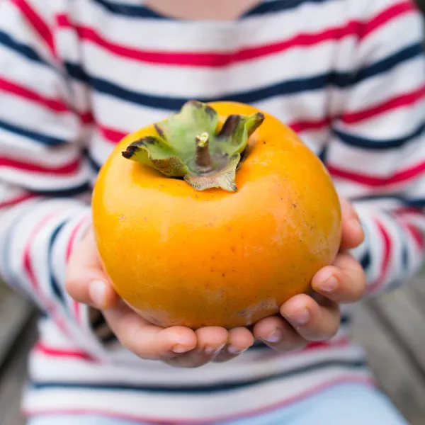 Persimmon_Hybrid_Fruit_Plant_Seedling