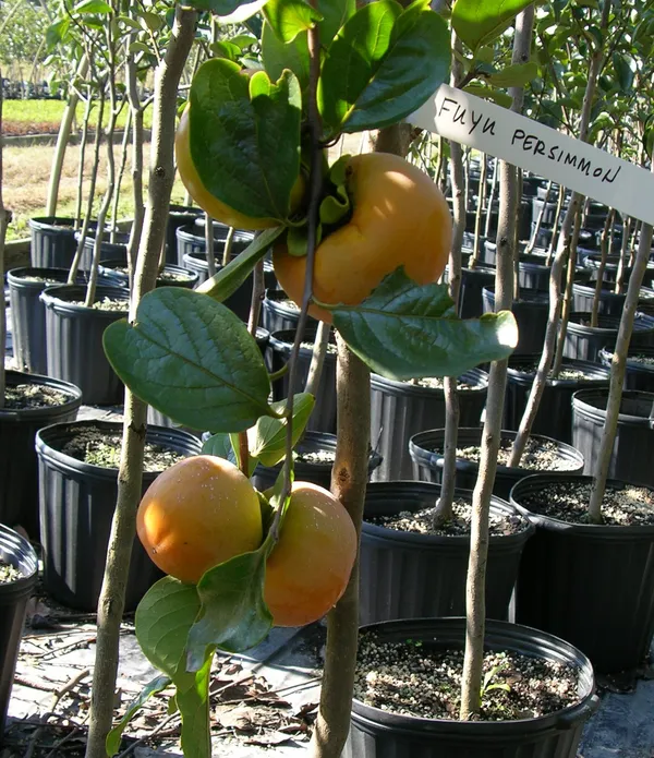 Persimmon_Hybrid_Fruit_Plant_Seedling