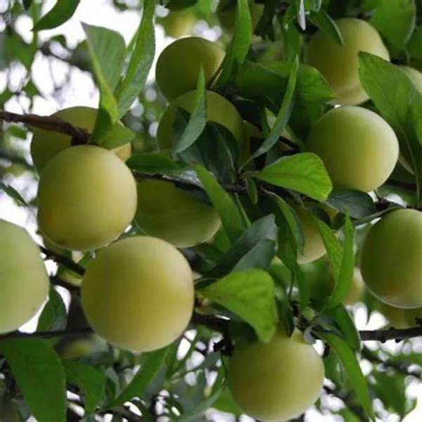 Red_Haven_Peach_Grafted_lant_&_Tree