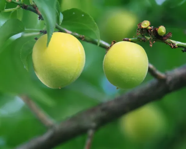 Red_Haven_Peach_Grafted_lant_&_Tree