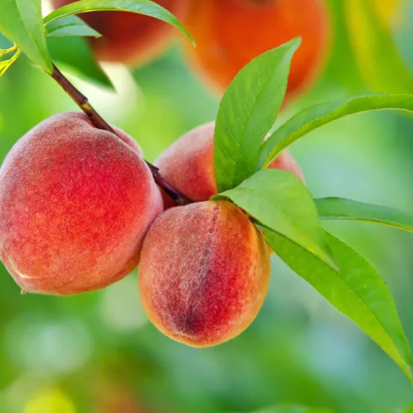 Red_Haven_Peach_Grafted_lant_&_Tree