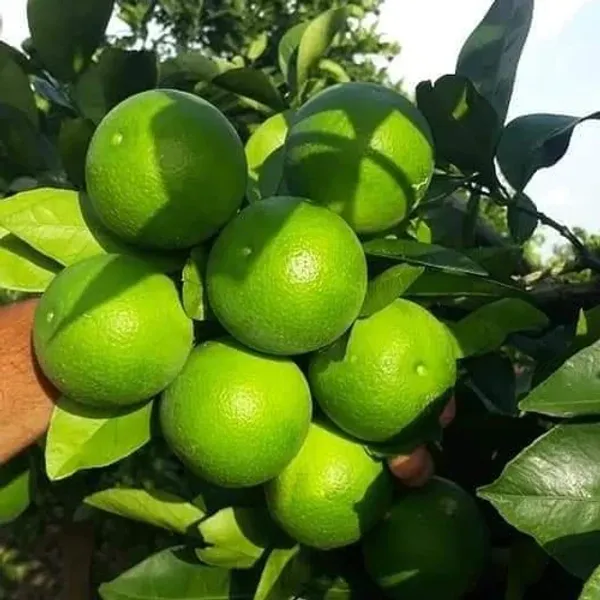 Verakata_Grafted_ybrid_Malta_Mousambi|Malta|Malta_Orange_Sweet_Fruit_Plant