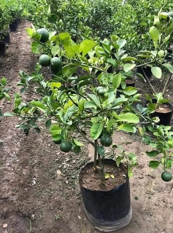 Verakata_Grafted_ybrid_Malta_Mousambi|Malta|Malta_Orange_Sweet_Fruit_Plant
