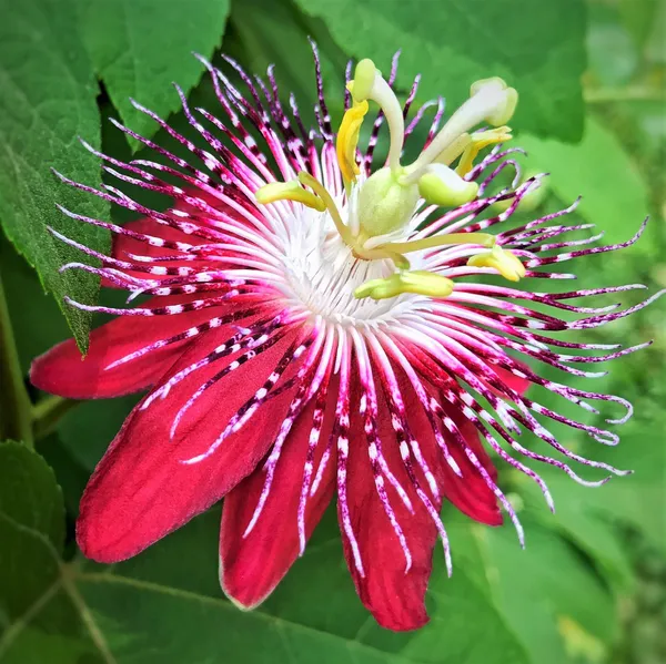 Red_Passion_Flower|Krishna_Kamal_Flower_Plant