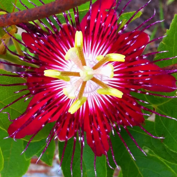 Red_Passion_Flower|Krishna_Kamal_Flower_Plant