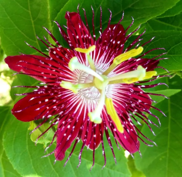 Red_Passion_Flower|Krishna_Kamal_Flower_Plant
