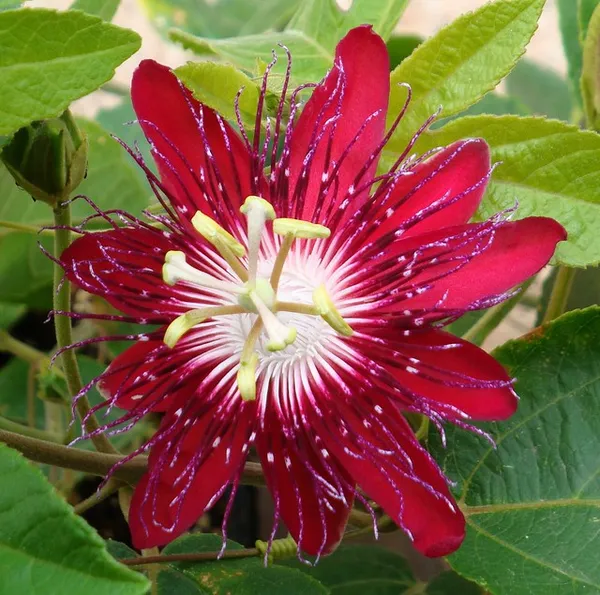 Red_Passion_Flower|Krishna_Kamal_Flower_Plant