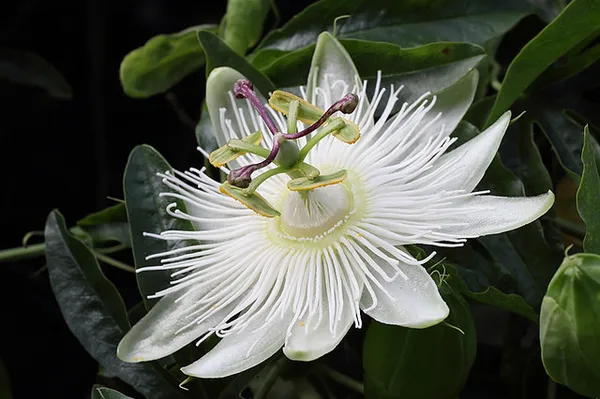 White_Krishna_Kamal|Passion_Flower_Plant