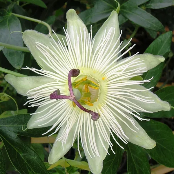 White_Krishna_Kamal|Passion_Flower_Plant