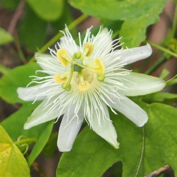 White_Krishna_Kamal|Passion_Flower_Plant