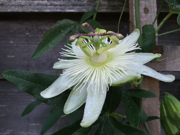 White_Krishna_Kamal|Passion_Flower_Plant
