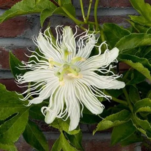 White_Krishna_Kamal|Passion_Flower_Plant