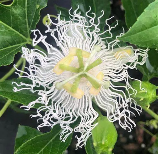 White_Krishna_Kamal|Passion_Flower_Plant