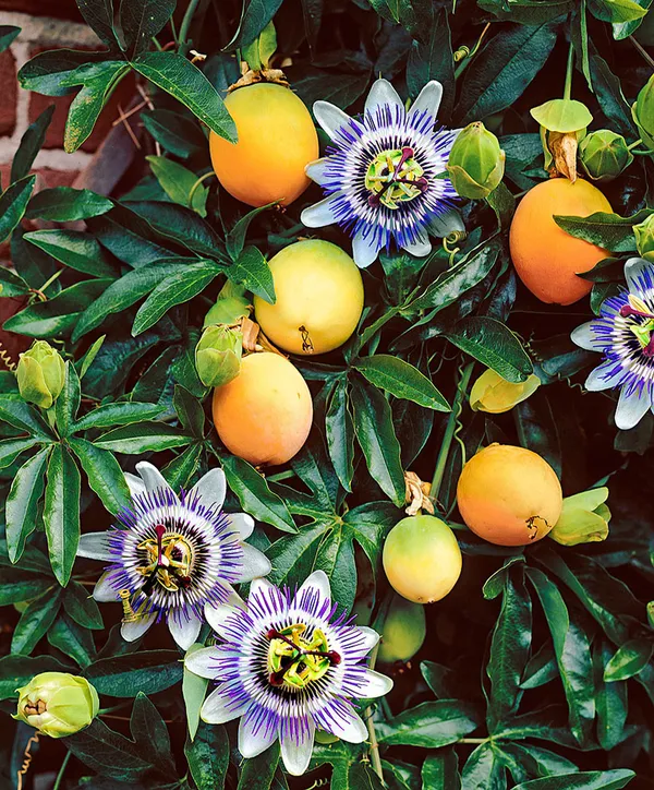 Yellow_Passion_Fruit_Healthy_Benefits_Hybrid_Plant