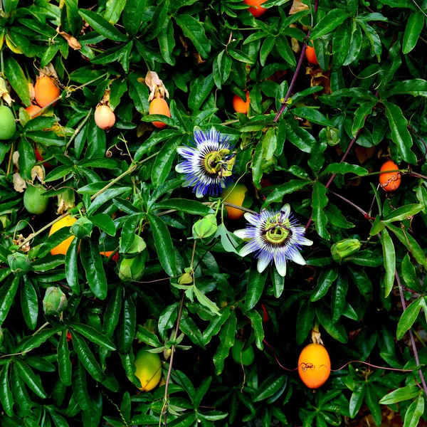 Yellow_Passion_Fruit_Healthy_Benefits_Hybrid_Plant