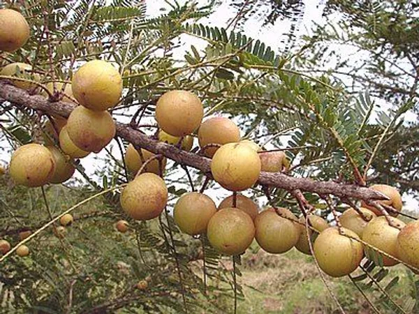 Red_Amla_Fruit_Plant_Grafted