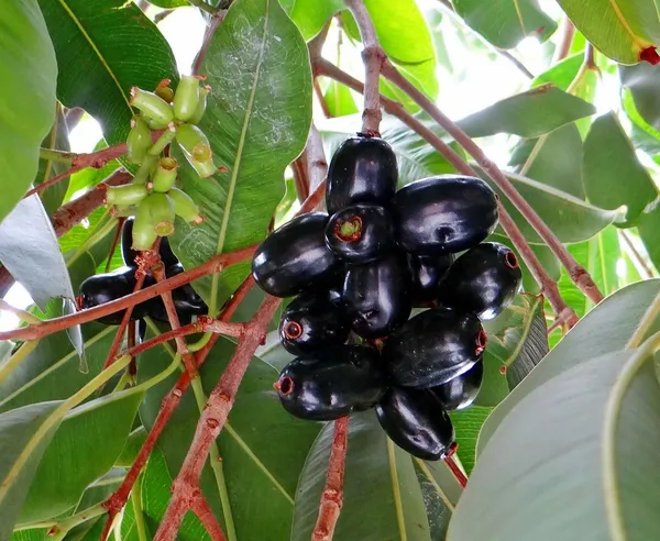 Thai_Hybrid_Black_Jamun|Jam_|Jamboo_Fruit_Plant_Grafted