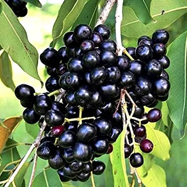 Thai_Hybrid_Black_Jamun|Jam_|Jamboo_Fruit_Plant_Grafted