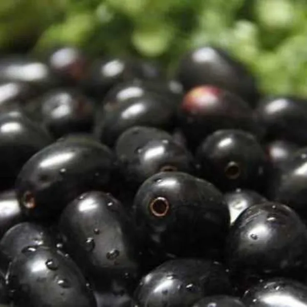 Thai_Hybrid_Black_Jamun|Jam_|Jamboo_Fruit_Plant_Grafted