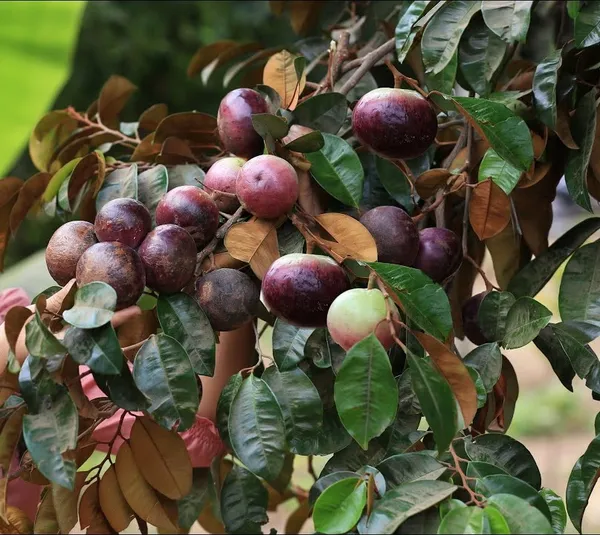 Pink_Skin_Milk_Fruit_Plant